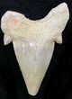 Otodus Shark Tooth Fossil - Eocene #26675-1